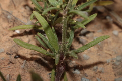 Silene nicaeensis