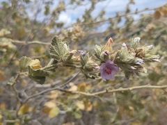 Malacothamnus marrubioides