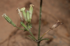 Silene nicaeensis