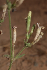 Silene nicaeensis