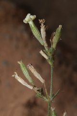 Silene nicaeensis