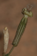 Silene nicaeensis