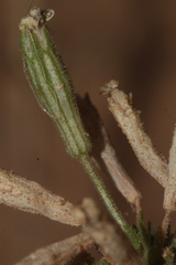 Silene nicaeensis