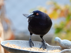 Molothrus oryzivorus