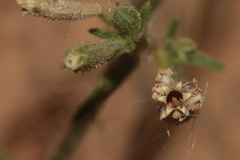 Silene nicaeensis
