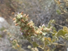 Malacothamnus marrubioides