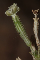 Silene nicaeensis