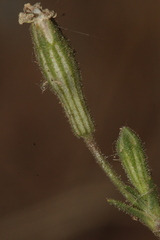Silene nicaeensis