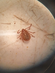 Haemaphysalis longicornis