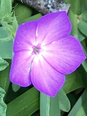 Phlox glabriflora
