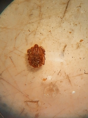 Haemaphysalis longicornis