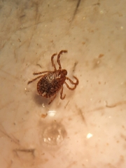 Haemaphysalis longicornis