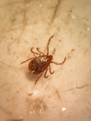 Haemaphysalis longicornis