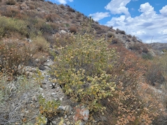 Malacothamnus marrubioides