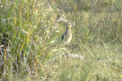 Oreopholus ruficollis