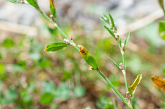 Uromyces polygoni-avicularis