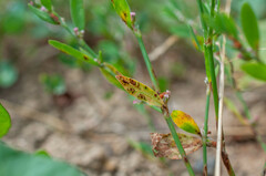 Uromyces polygoni-avicularis