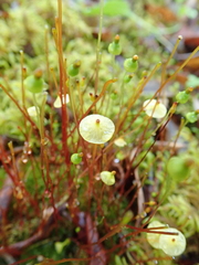 Splachnum luteum