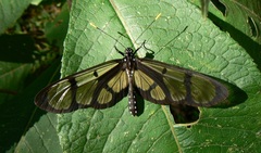 Methona confusa psamathe