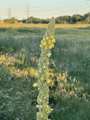 Verbascum densiflorum
