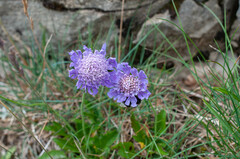 Scabiosa lucida