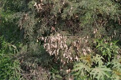 Adenopodia spicata