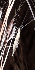 Oecanthus dulcisonans