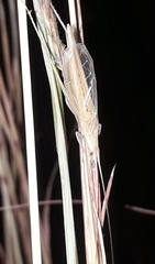 Oecanthus dulcisonans