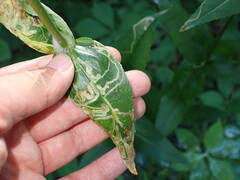 Phytomyza penstemonis