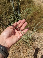 Foeniculum vulgare