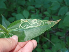 Phytomyza penstemonis