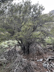 Cercocarpus ledifolius