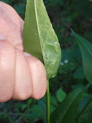 Phytomyza penstemonis