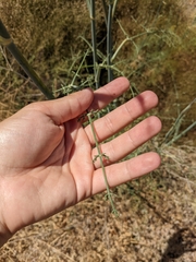 Foeniculum vulgare