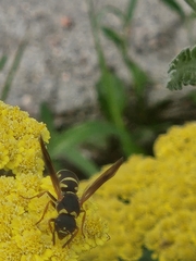 Parancistrocerus fulvipes