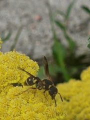 Parancistrocerus fulvipes