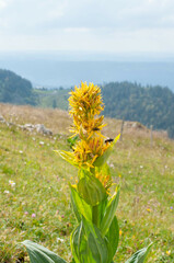 Gentiana lutea lutea