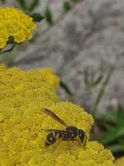 Parancistrocerus fulvipes