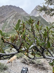 Cercocarpus ledifolius