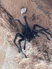 Aphonopelma armada