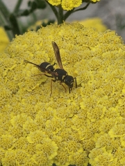 Parancistrocerus fulvipes