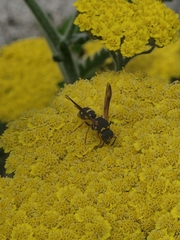 Parancistrocerus fulvipes