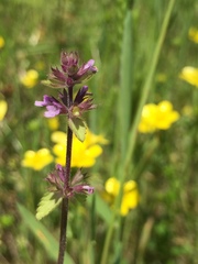 Stachys agraria