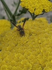 Parancistrocerus fulvipes