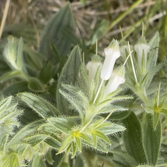 Lithospermum occidentale