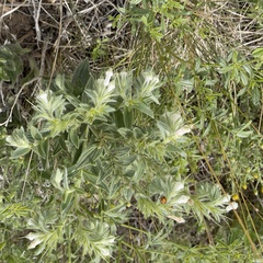 Lithospermum occidentale