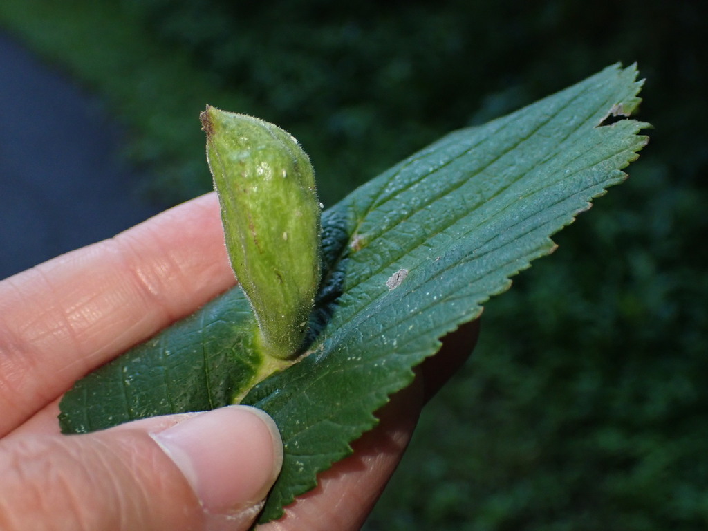 elm pouchgall aphid