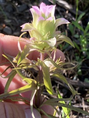 Orthocarpus cuspidatus