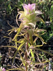 Orthocarpus cuspidatus