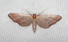 Idaea infirmaria